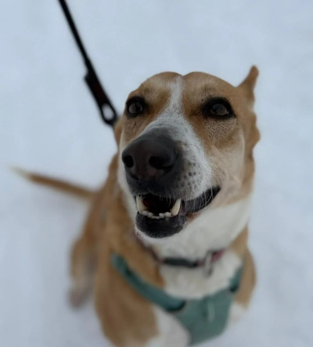 Xena, male Mixed Breed for adoption at Cool Critters