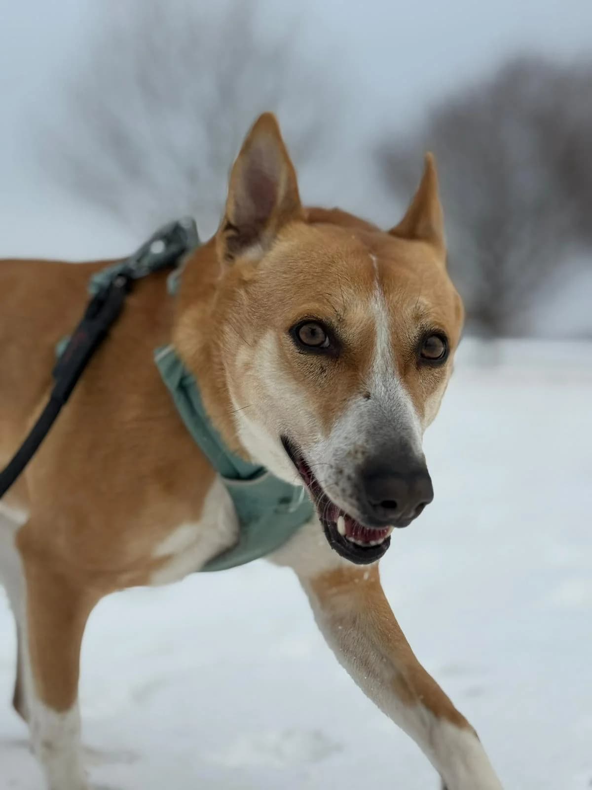 Xena, male Mixed Breed for adoption at Cool Critters, Cool Critters photo 2