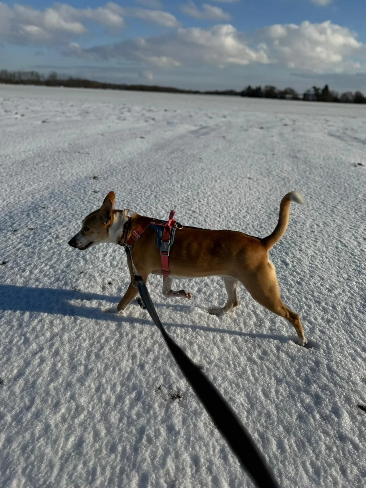 Xena, male Mixed Breed for adoption at Cool Critters, Cool Critters photo 3