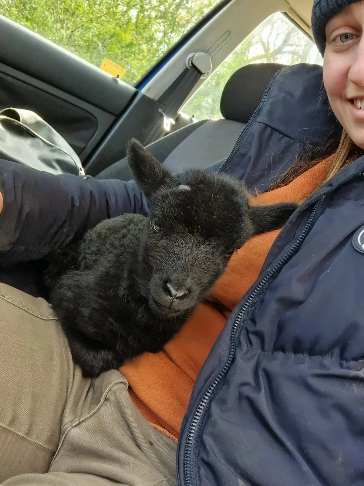 Larry, male Mixed Breed for adoption at Cool Critters