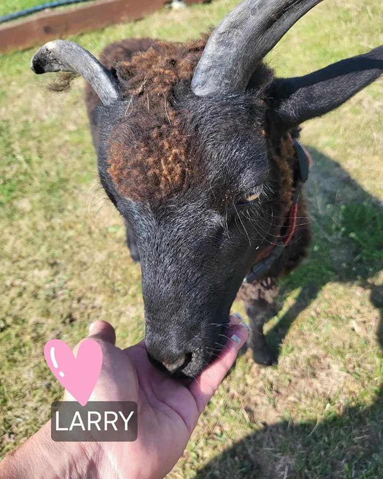 Larry, male Mixed Breed for adoption at Cool Critters, Cool Critters photo 2