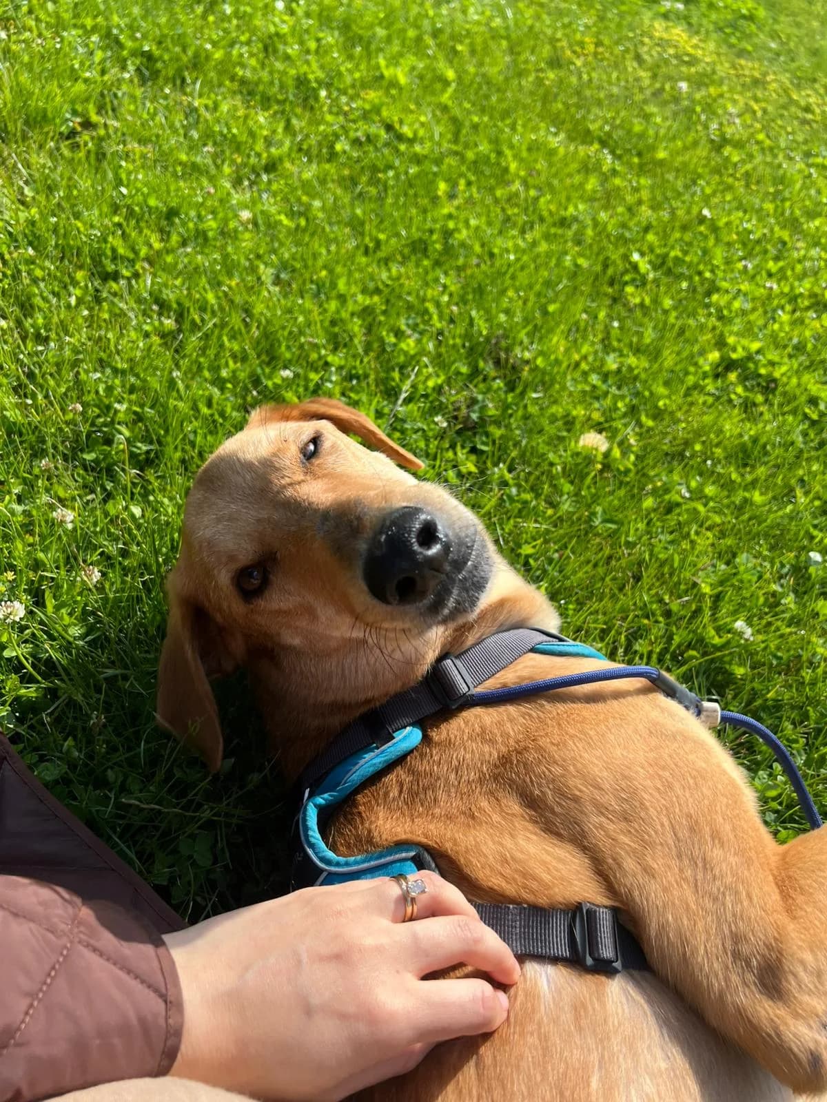 Wiggle (Ranger), male Mixed Breed for adoption at Cool Critters