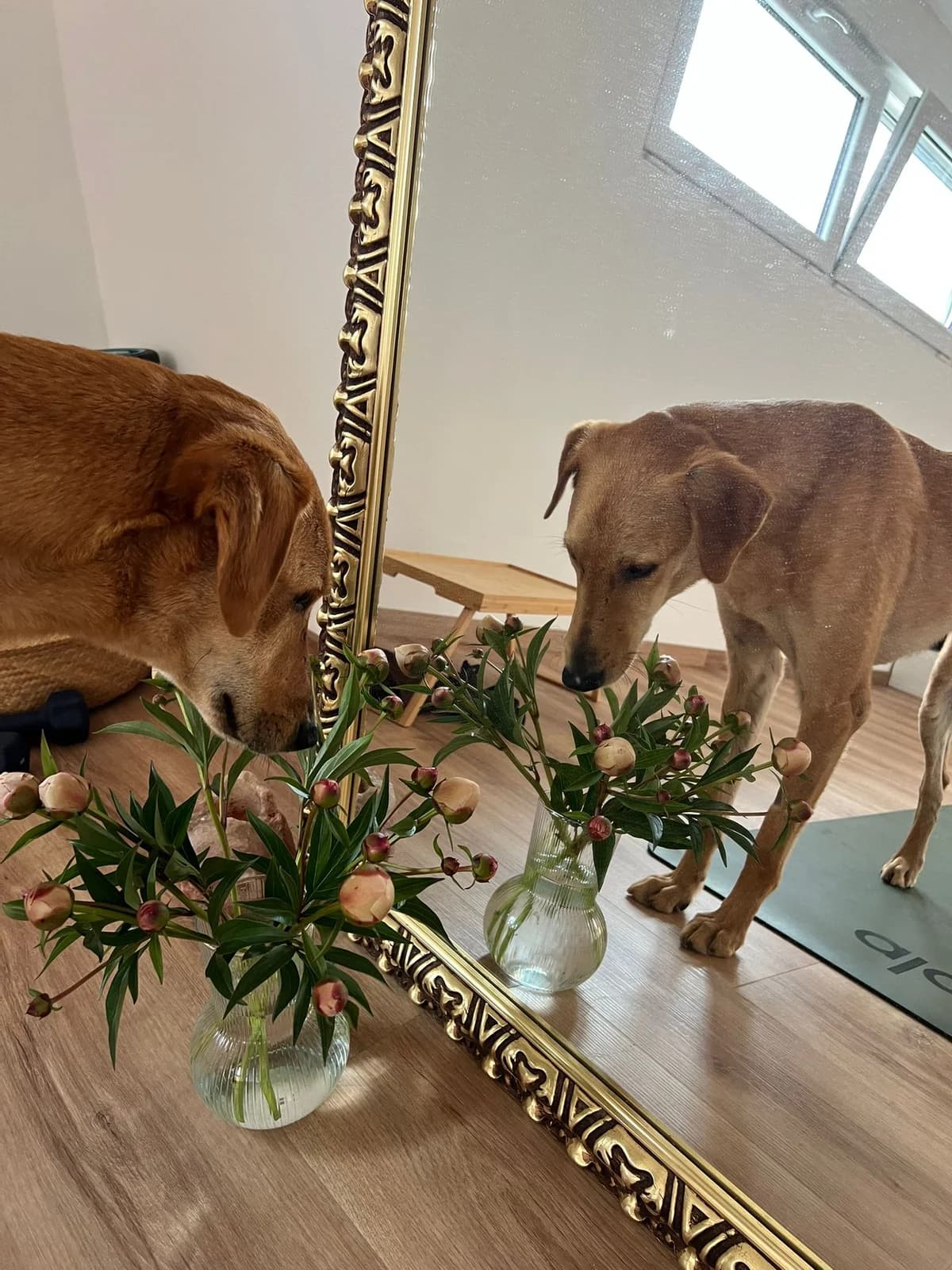 Wiggle (Ranger), male Mixed Breed for adoption at Cool Critters, Cool Critters photo 2