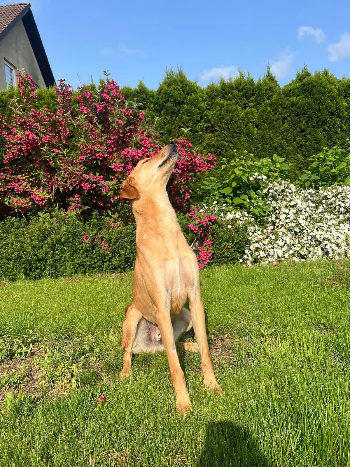 Wiggle (Ranger), male Mixed Breed for adoption at Cool Critters, Cool Critters photo 3