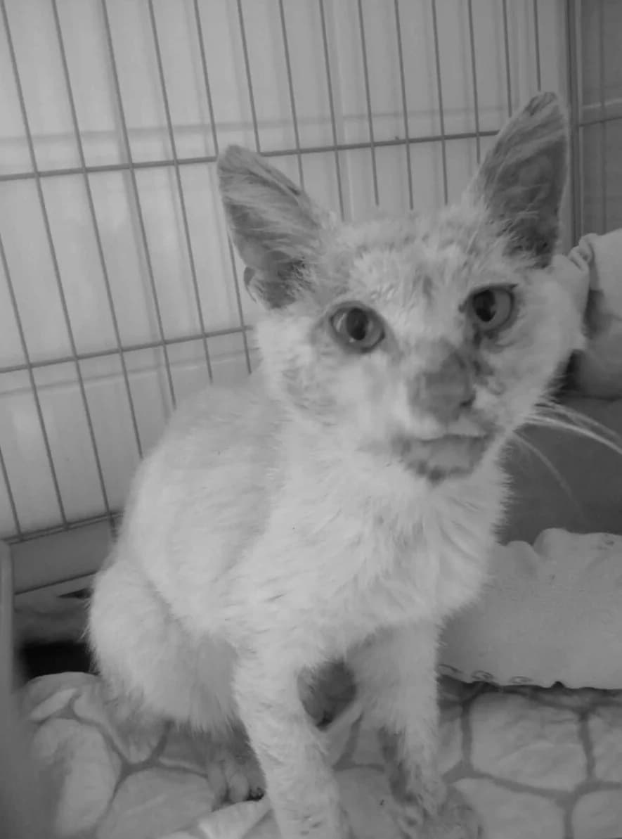 Chester,  Mixed Breed for adoption at Cool Critters