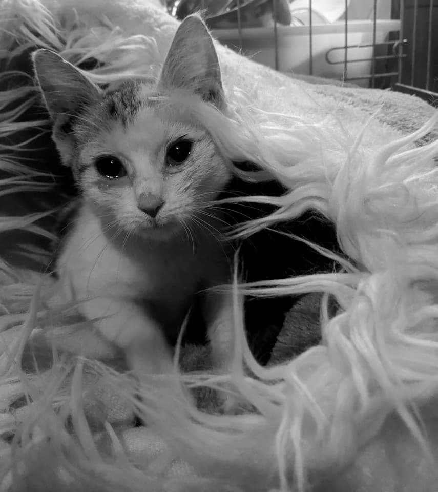 Windy Wendy, male Mixed Breed for adoption at Cool Critters