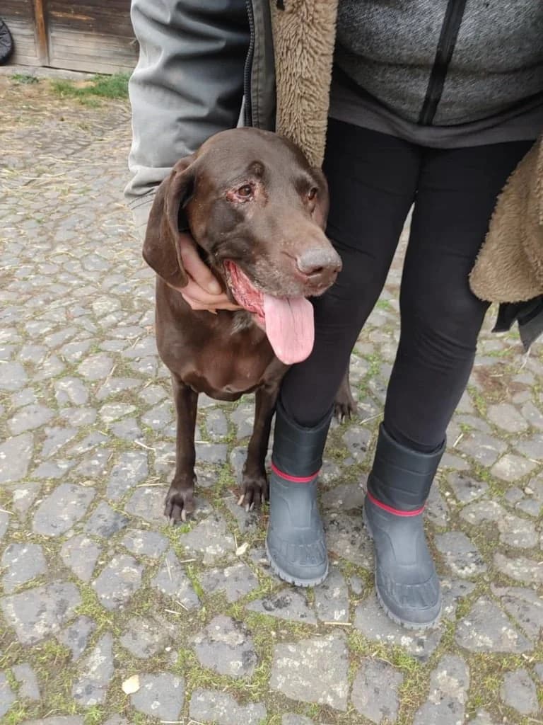 Kessy – VRÁCENA MAJITELI / RETURNED TO OWNER,  Mixed Breed for adoption at Cool Critters