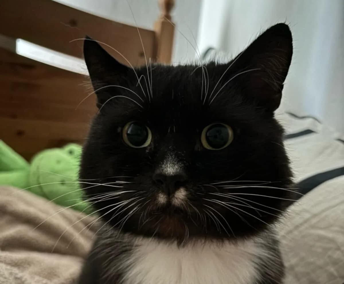 Bambulka, male Mixed Breed for adoption at Cool Critters