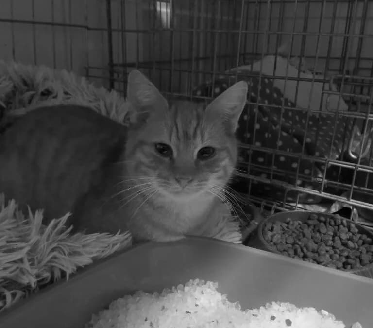 Lev, male Mixed Breed for adoption at Cool Critters