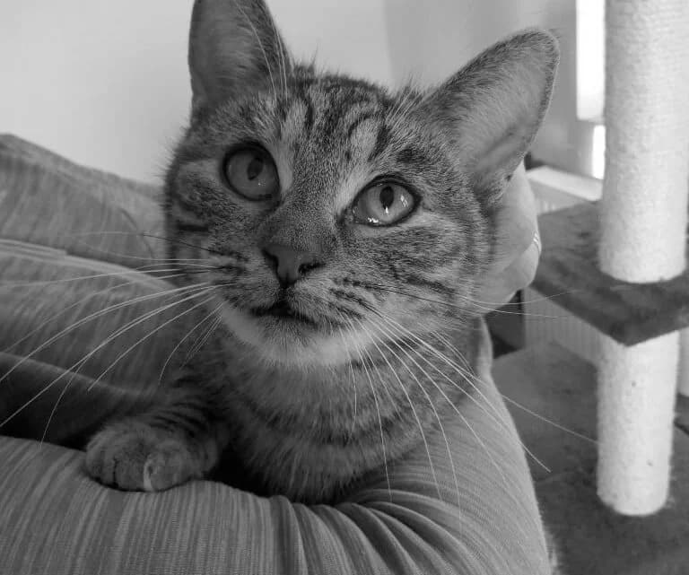 Cecilka, male Mixed Breed for adoption at Cool Critters