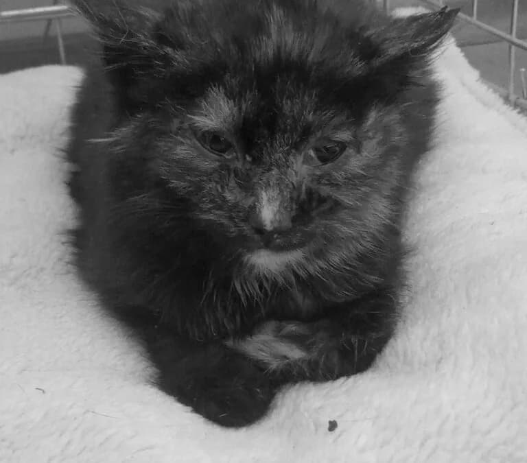 Baby Cat, male Mixed Breed for adoption at Cool Critters