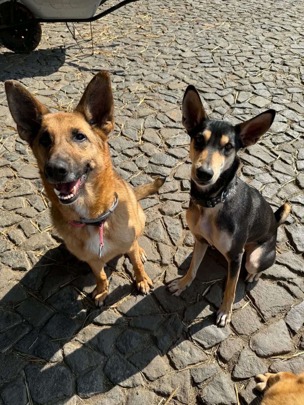 Lulu, male Mixed Breed for adoption at Cool Critters, Cool Critters photo 2