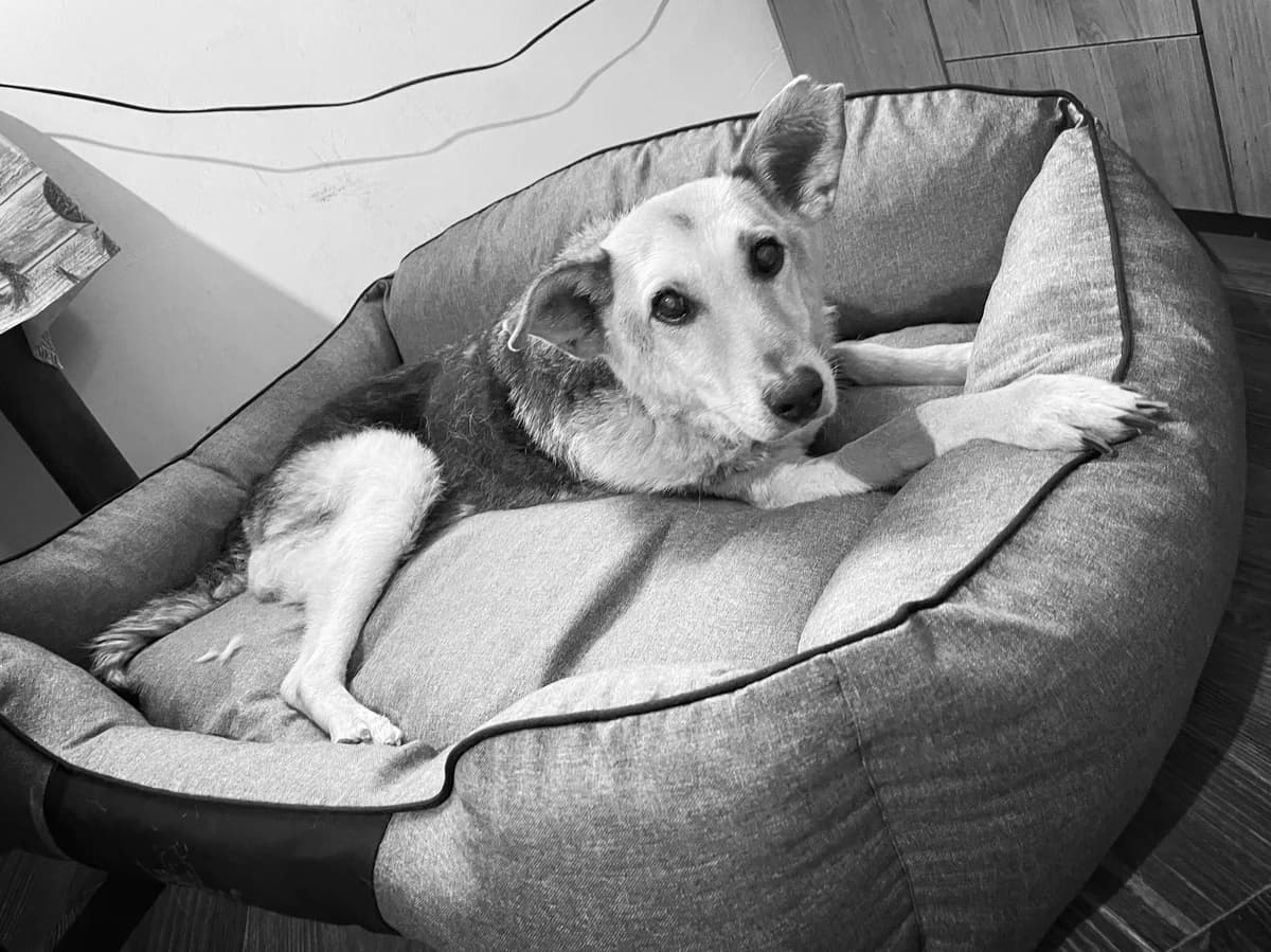 Fenia, male senior Mixed Breed for adoption at Cool Critters, Cool Critters