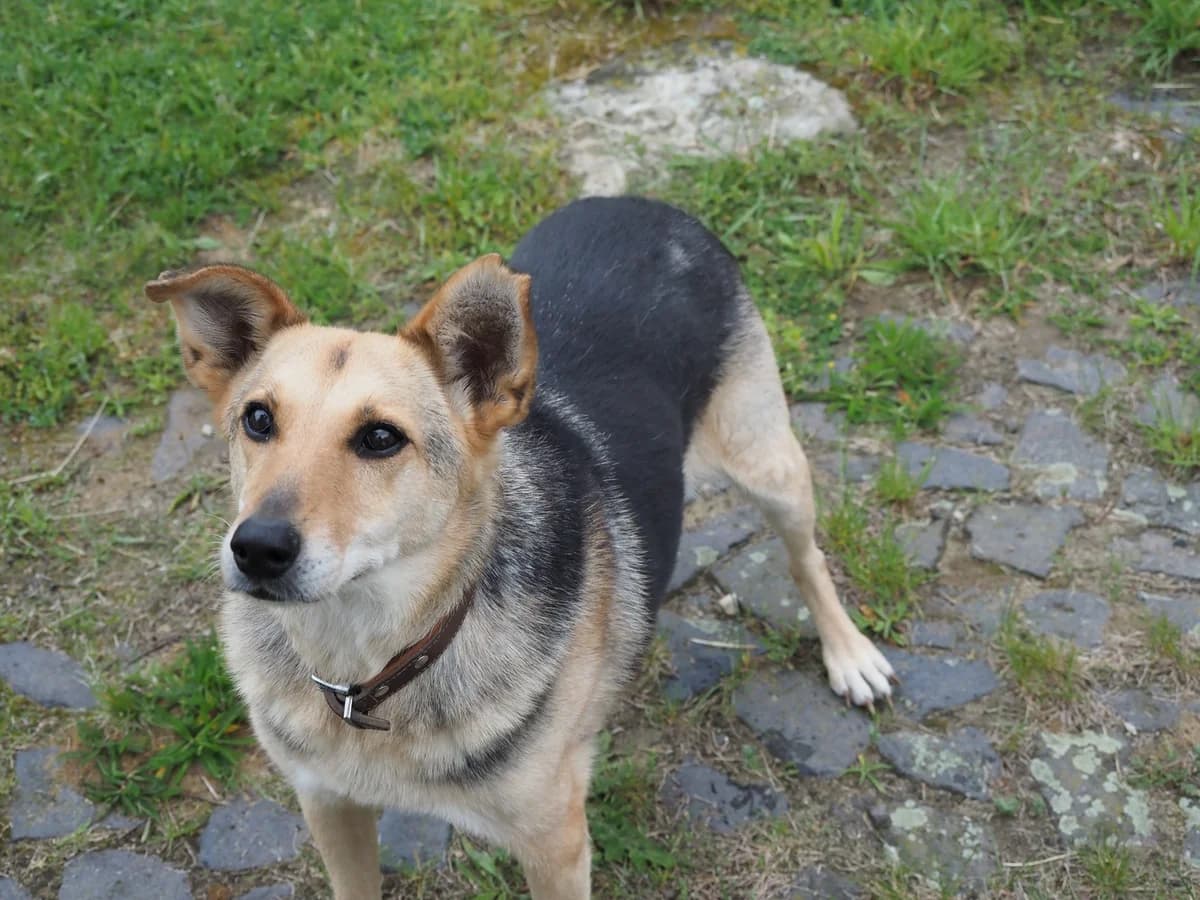 Fenia, male Mixed Breed for adoption at Cool Critters, Cool Critters photo 2