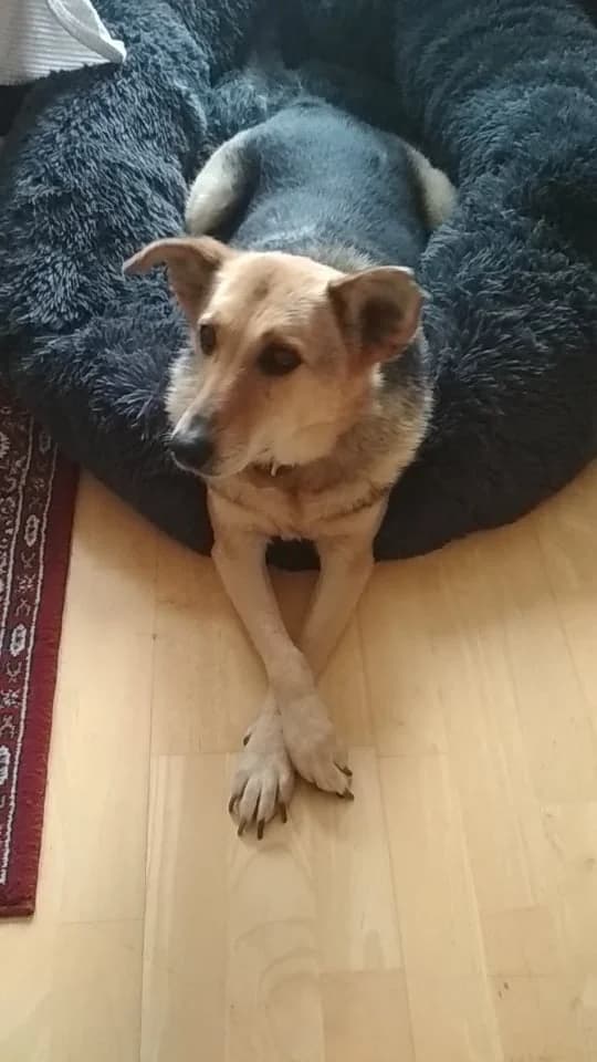 Fenia, male Mixed Breed for adoption at Cool Critters, Cool Critters photo 3