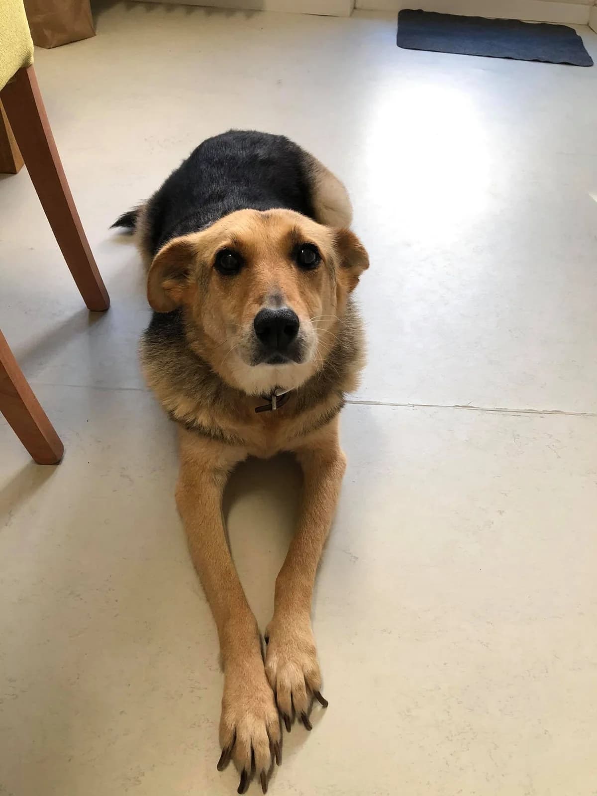 Fenia, male Mixed Breed for adoption at Cool Critters, Cool Critters photo 4