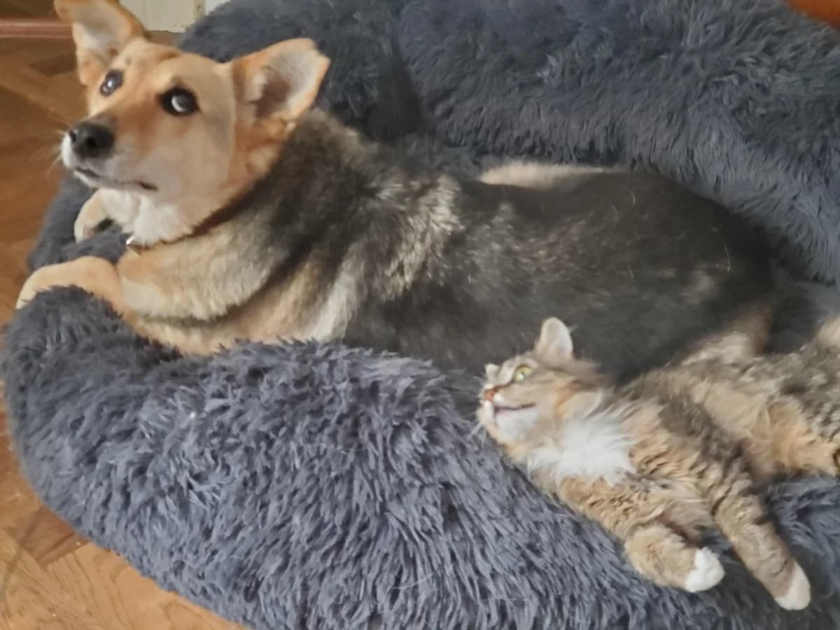 Fenia, male Mixed Breed for adoption at Cool Critters, Cool Critters photo 5