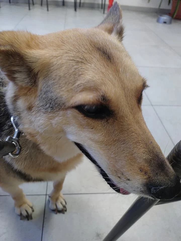 Fenia, male Mixed Breed for adoption at Cool Critters, Cool Critters photo 6