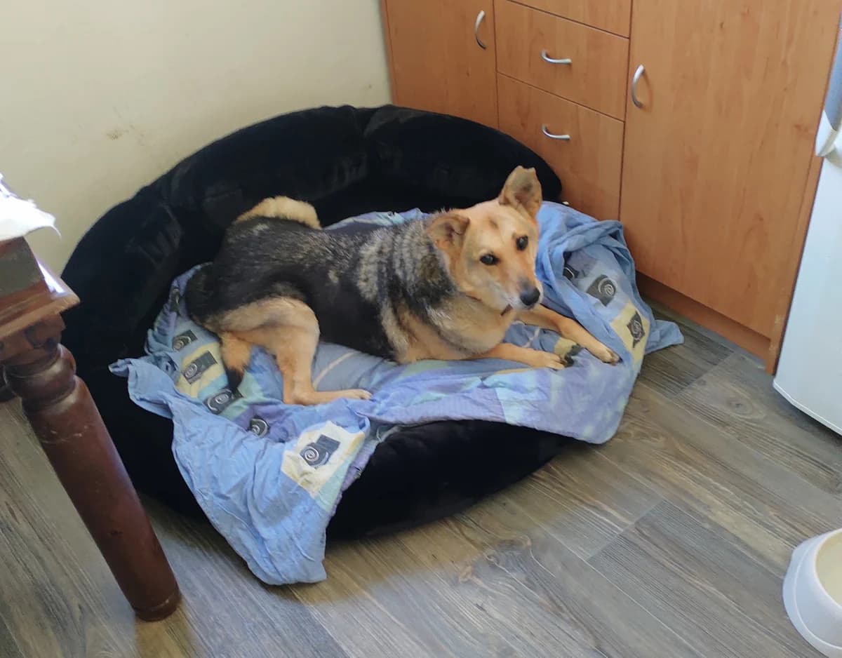 Fenia, male Mixed Breed for adoption at Cool Critters, Cool Critters photo 7