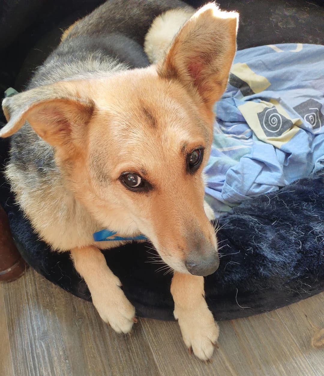 Fenia, male Mixed Breed for adoption at Cool Critters, Cool Critters photo 8