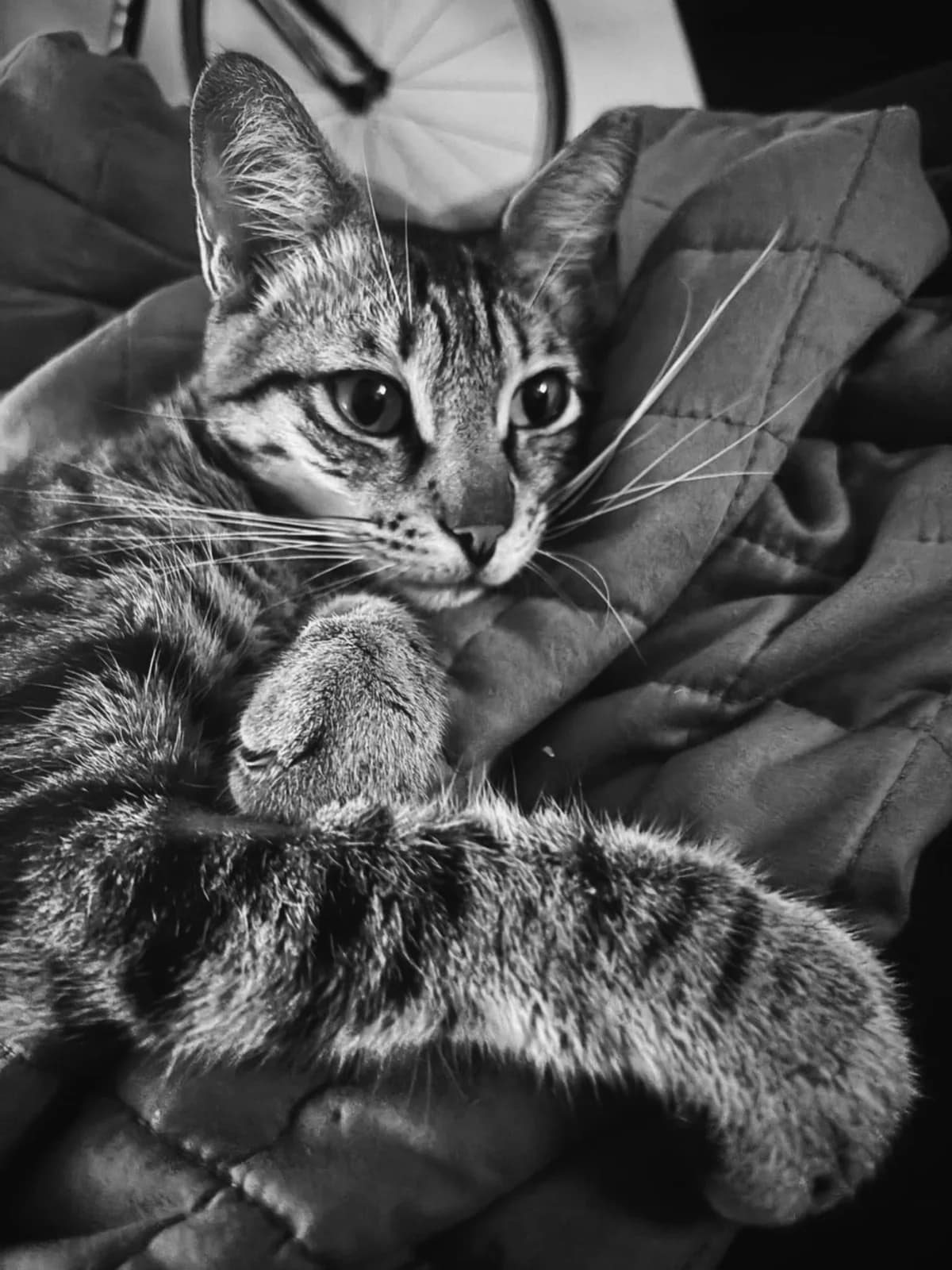 Tiger Piccolo, male Mixed Breed for adoption at Cool Critters