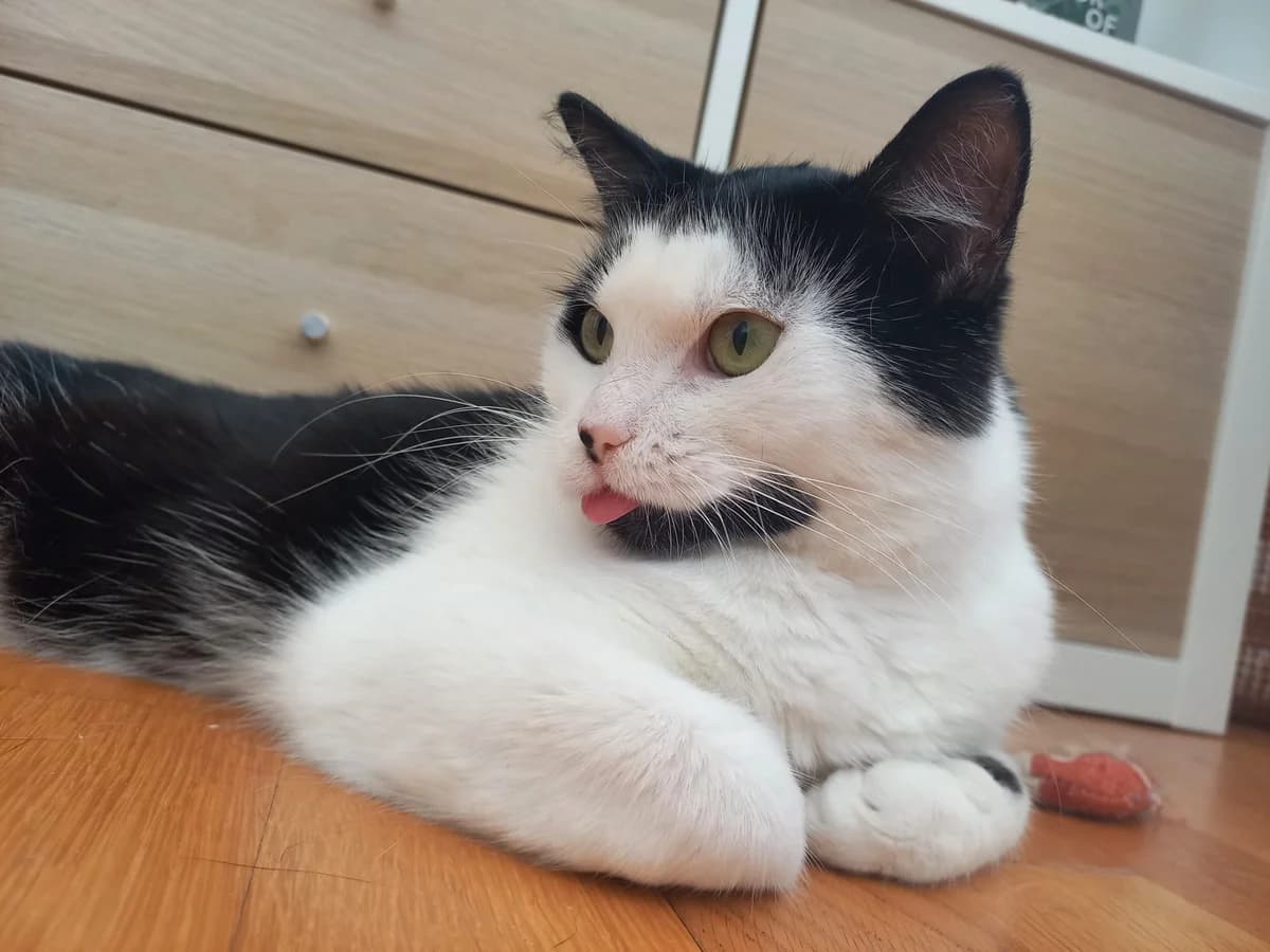 Joker, male Mixed Breed for adoption at Cool Critters