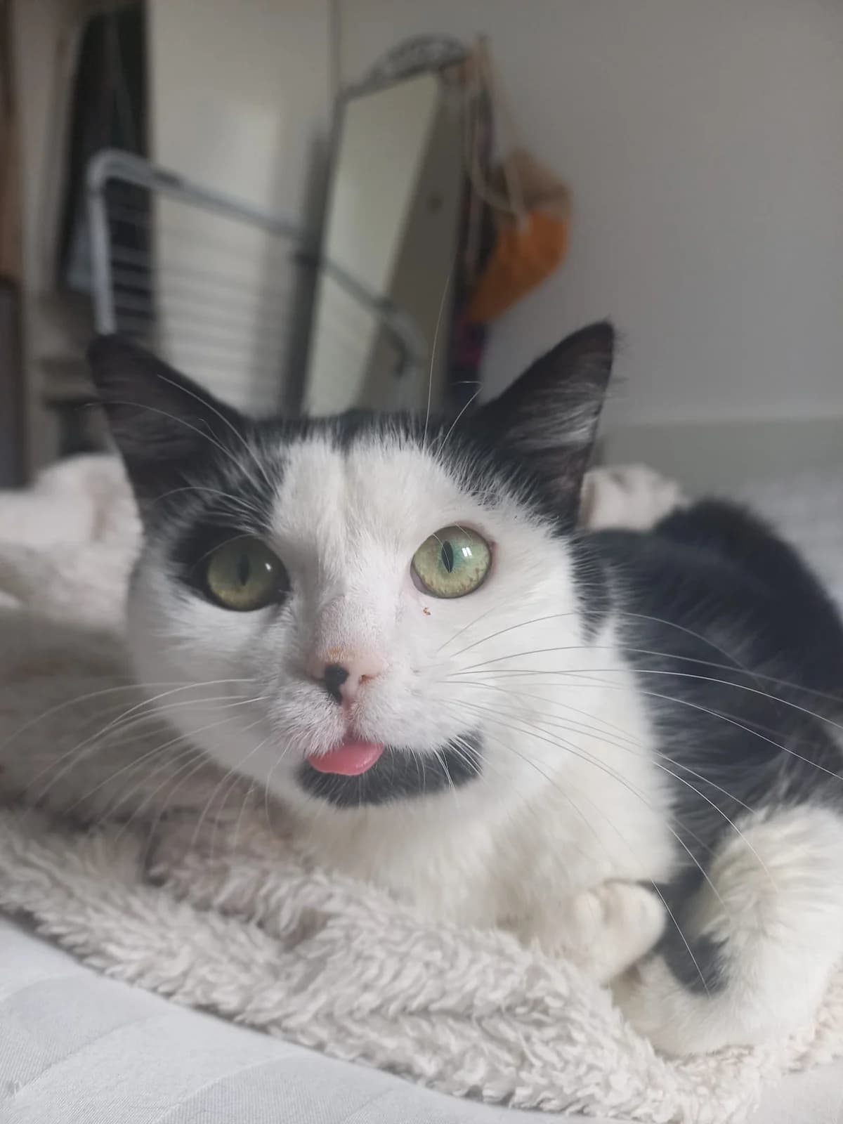 Joker, male Mixed Breed for adoption at Cool Critters, Cool Critters photo 2