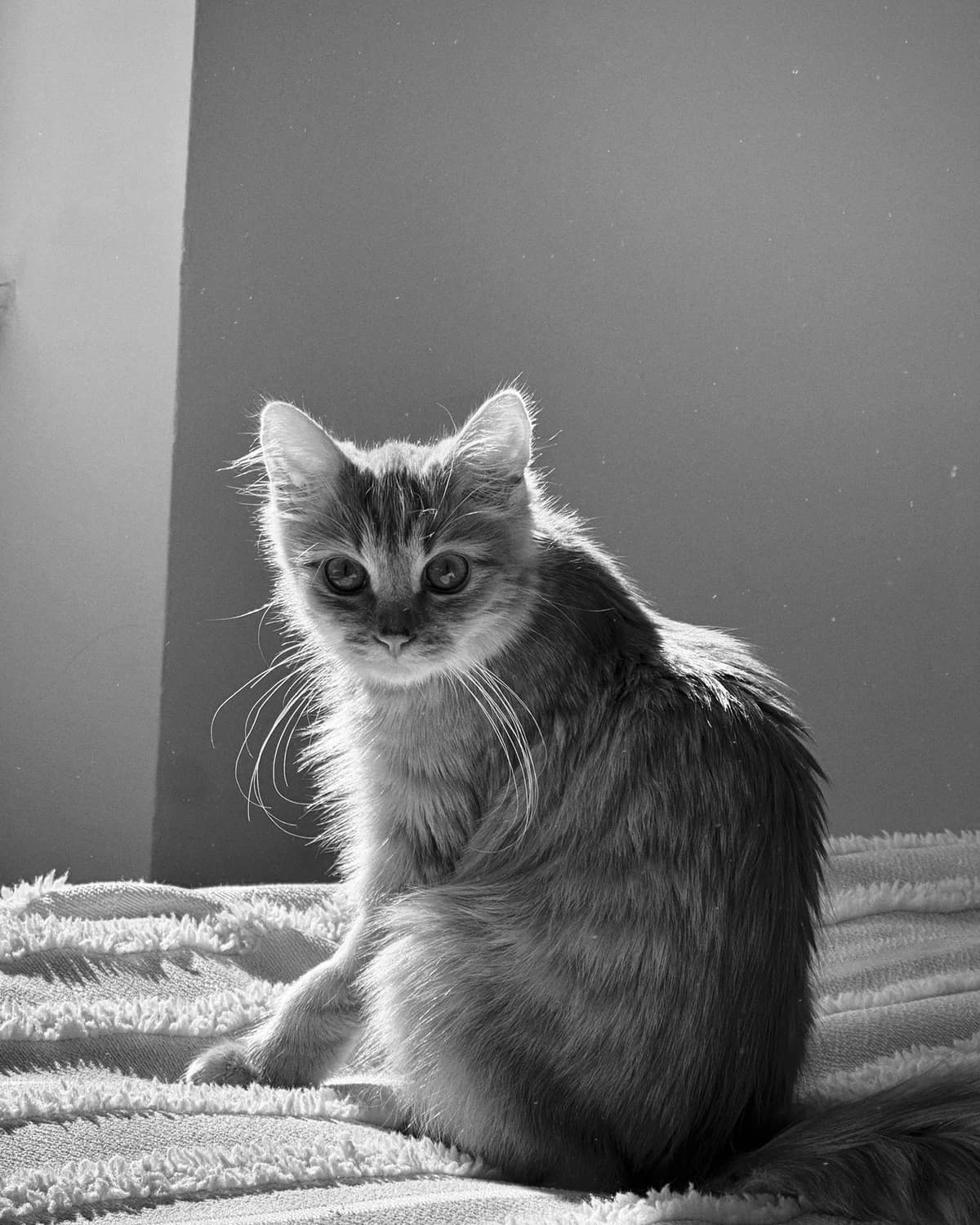 Khan, male Mixed Breed for adoption at Cool Critters