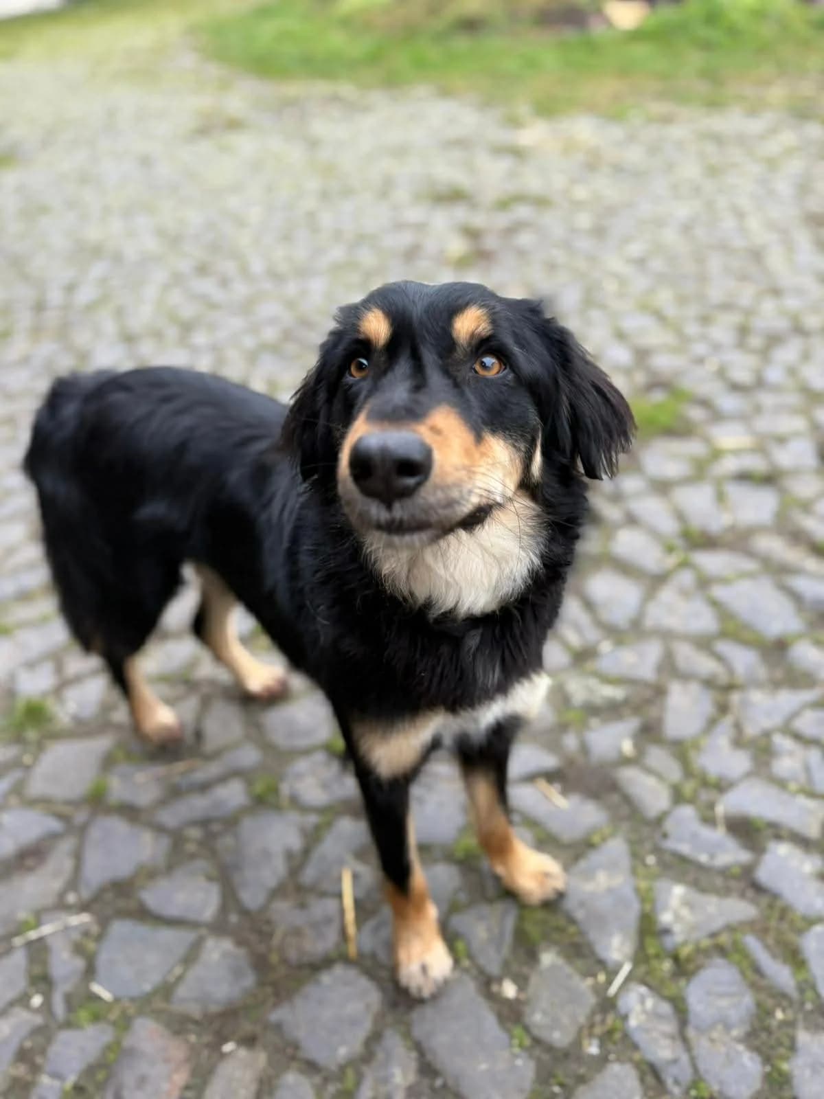 Toffee, male Mixed Breed for adoption at Cool Critters