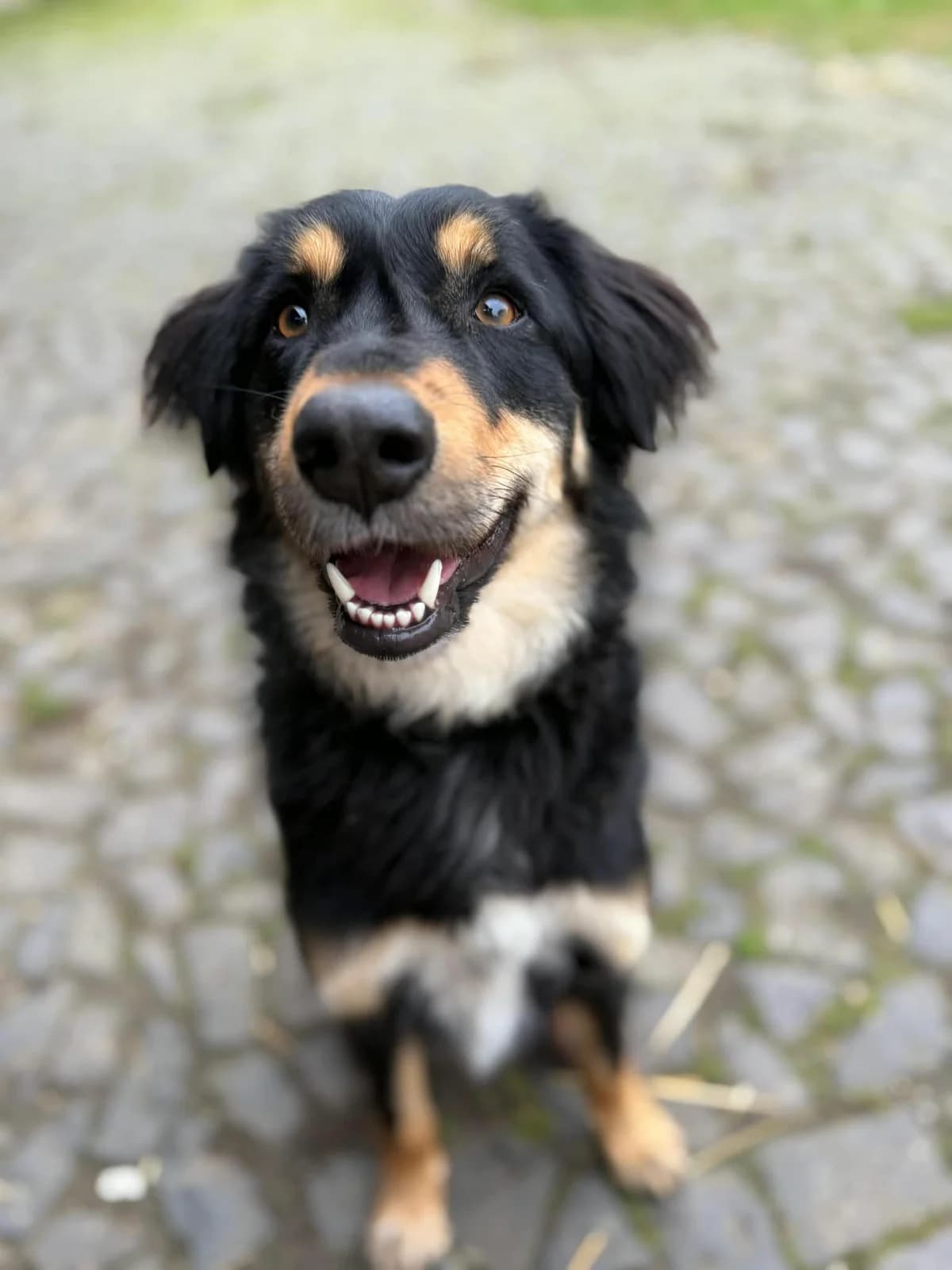 Toffee, male Mixed Breed for adoption at Cool Critters, Cool Critters photo 2