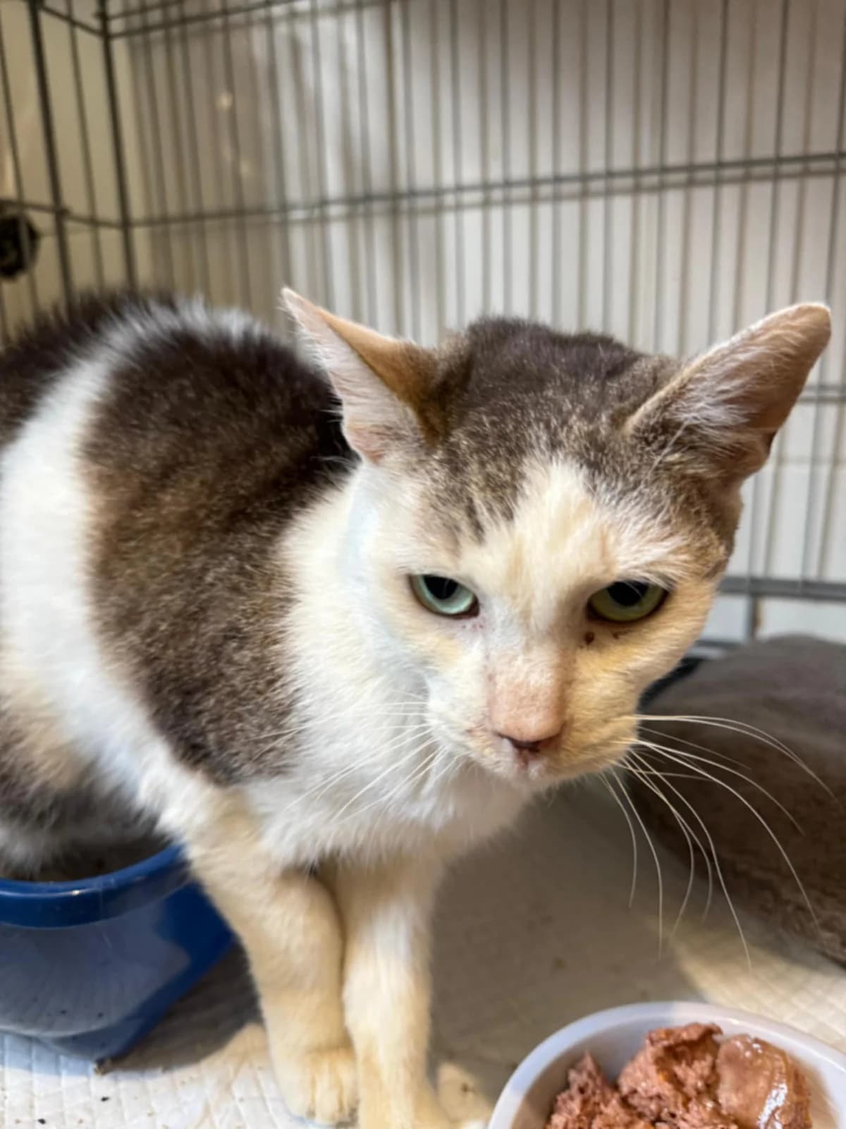 Totík, female Mixed Breed for adoption at Cool Critters