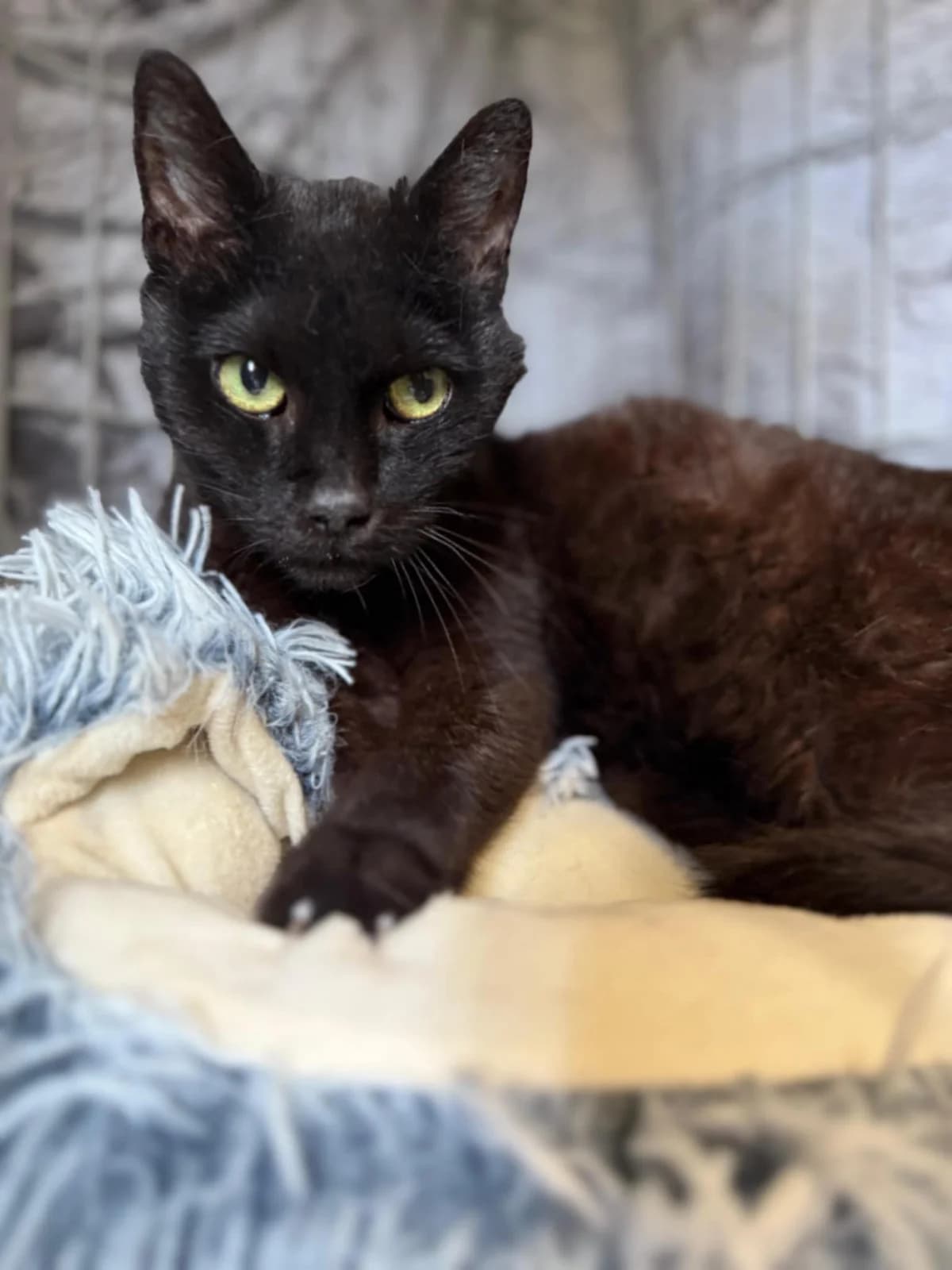 Šivík, female Mixed Breed for adoption at Cool Critters