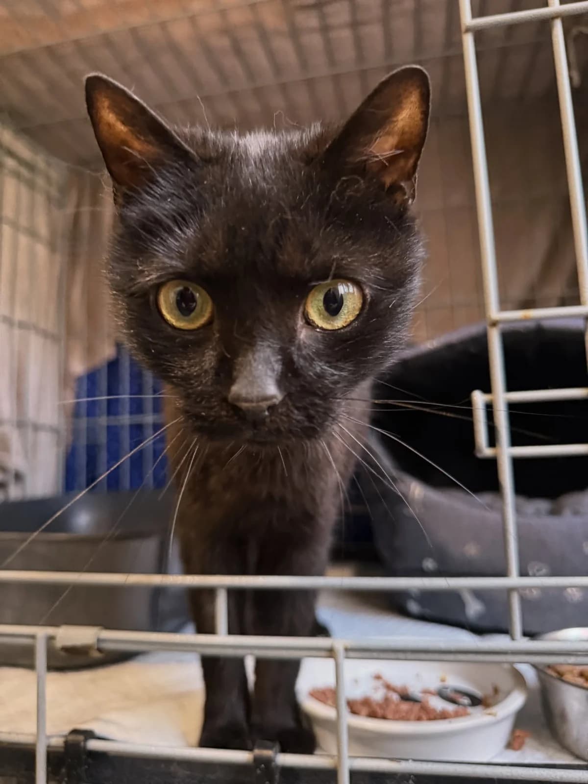 Zora, female Mixed Breed for adoption at Cool Critters