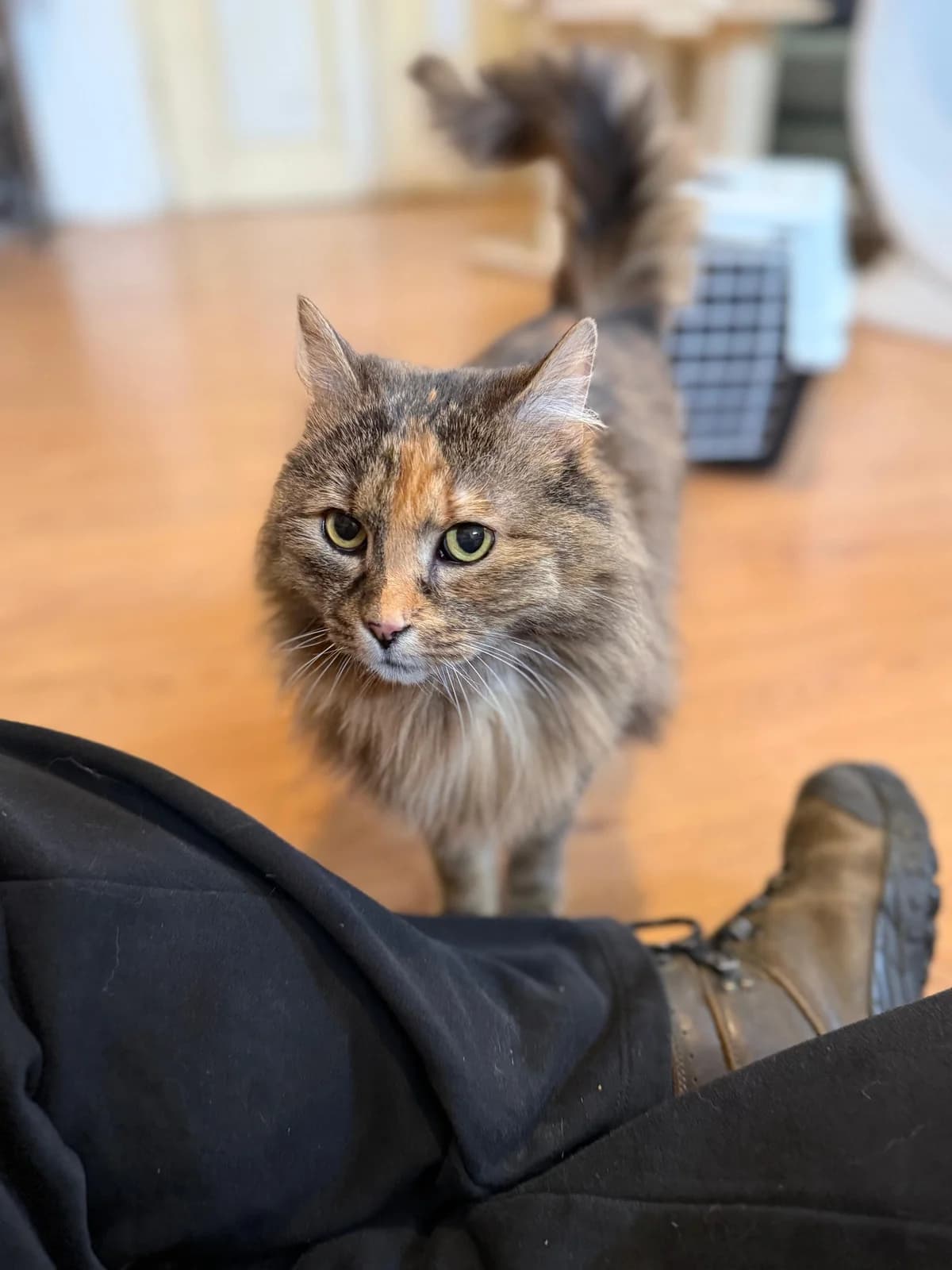 Lila, male Mixed Breed for adoption at Cool Critters