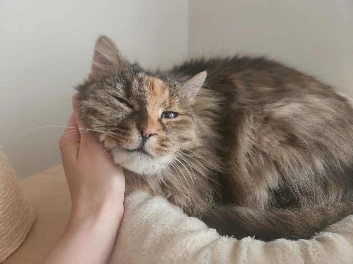 Lila, male Mixed Breed for adoption at Cool Critters, Cool Critters photo 2