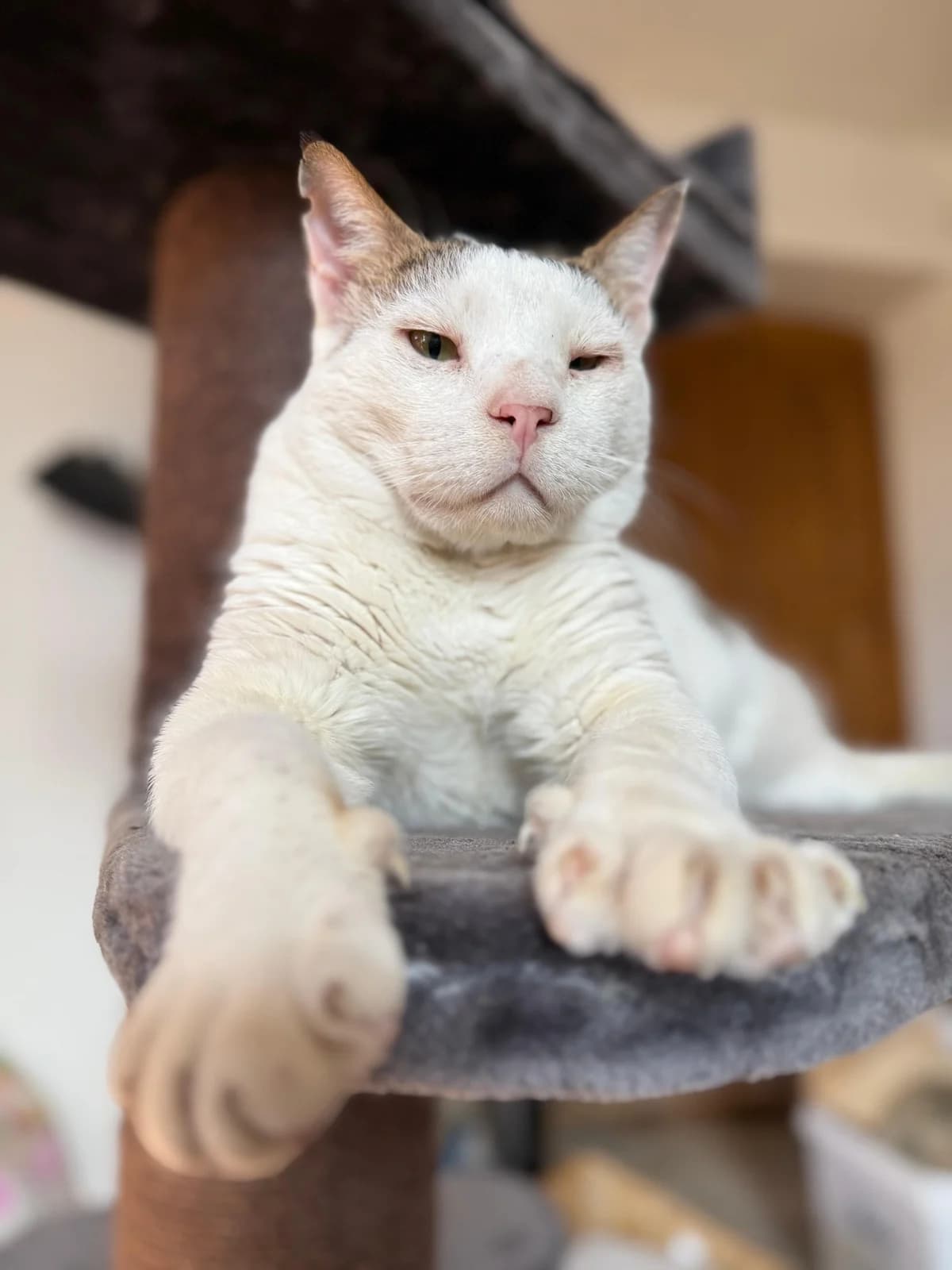 Shandizo, male Mixed Breed for adoption at Cool Critters