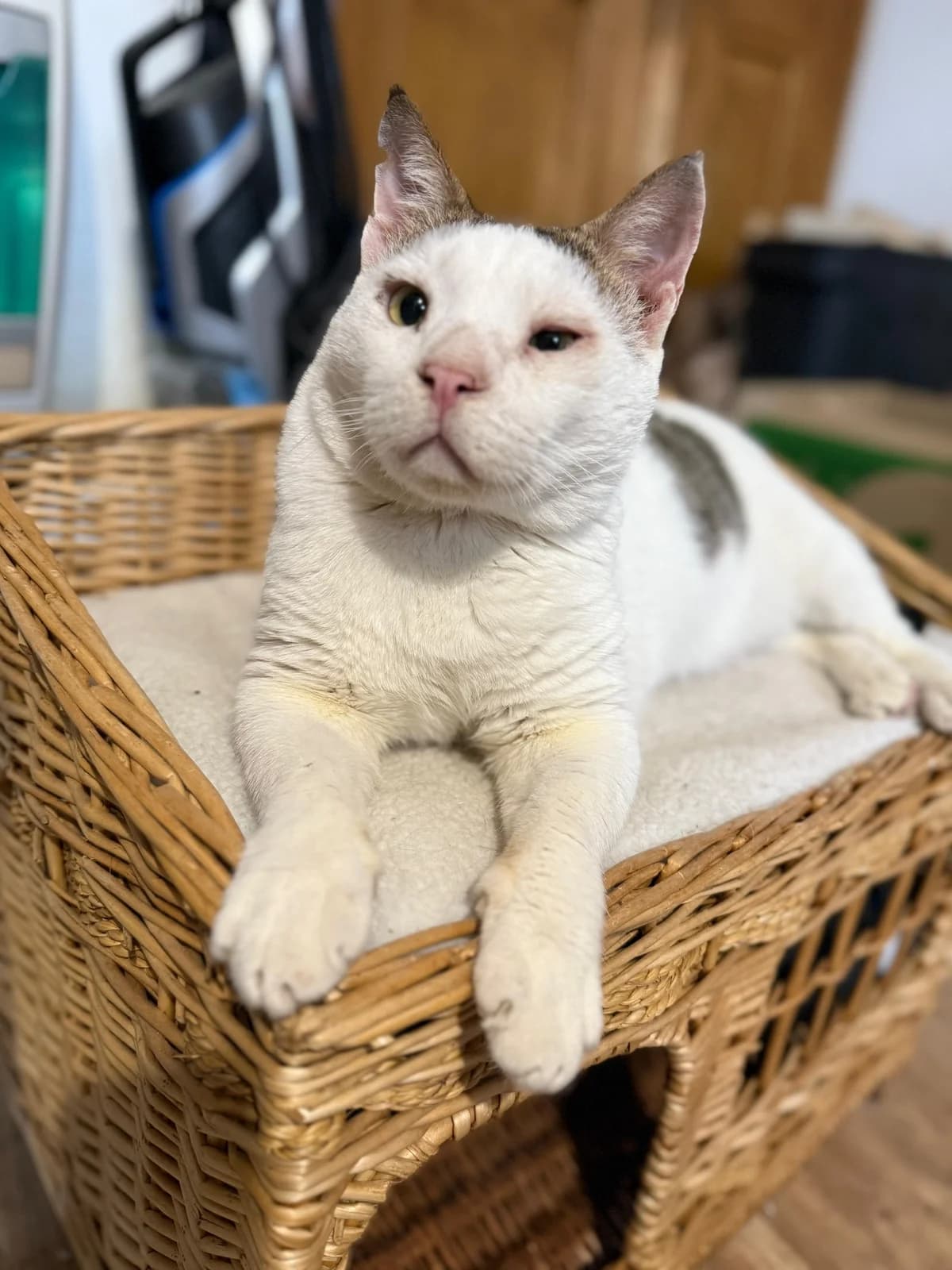 Shandizo, male Mixed Breed for adoption at Cool Critters, Cool Critters photo 2