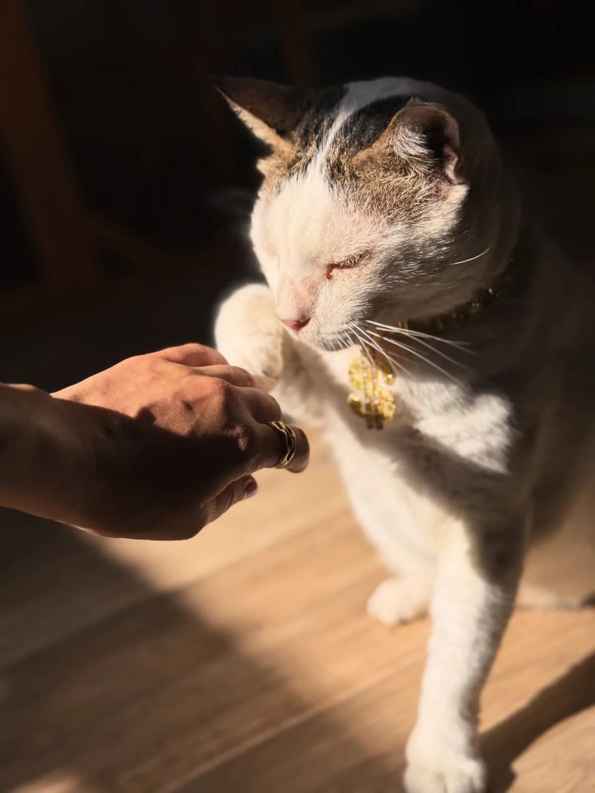 Shandizo, male Mixed Breed for adoption at Cool Critters, Cool Critters photo 3