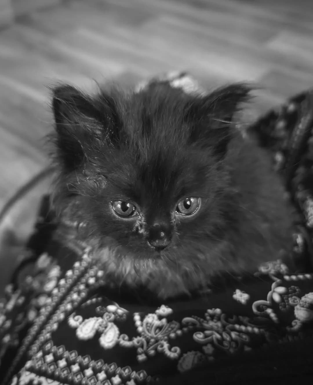 Spider Cat, male puppy Mixed Breed for adoption at Cool Critters, Cool Critters