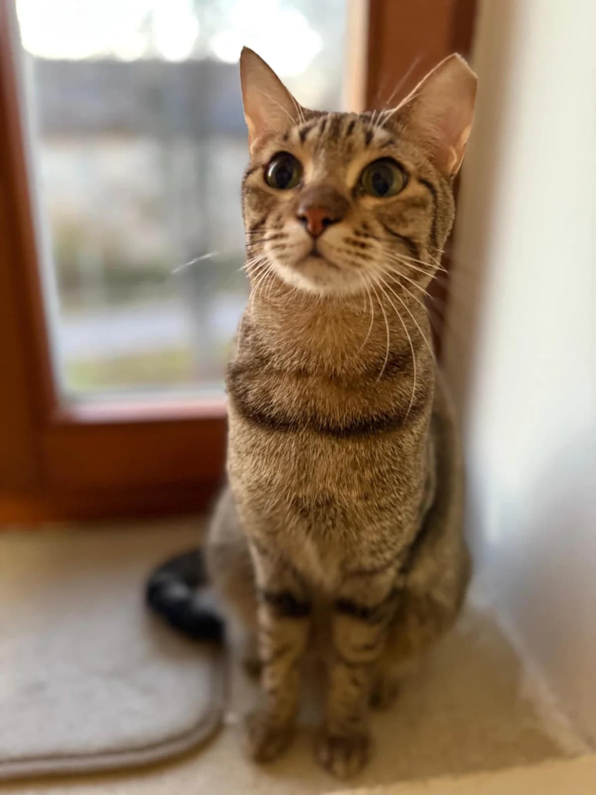 Terza, female 5yo Mixed Breed for adoption at Cool Critters, Cool Critters
