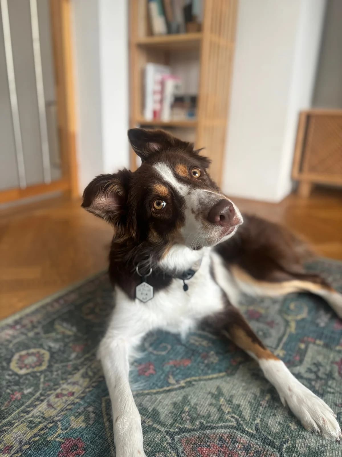 Fia, male 5yo mixed breed for adoption at Cool Critters, Cool Critters