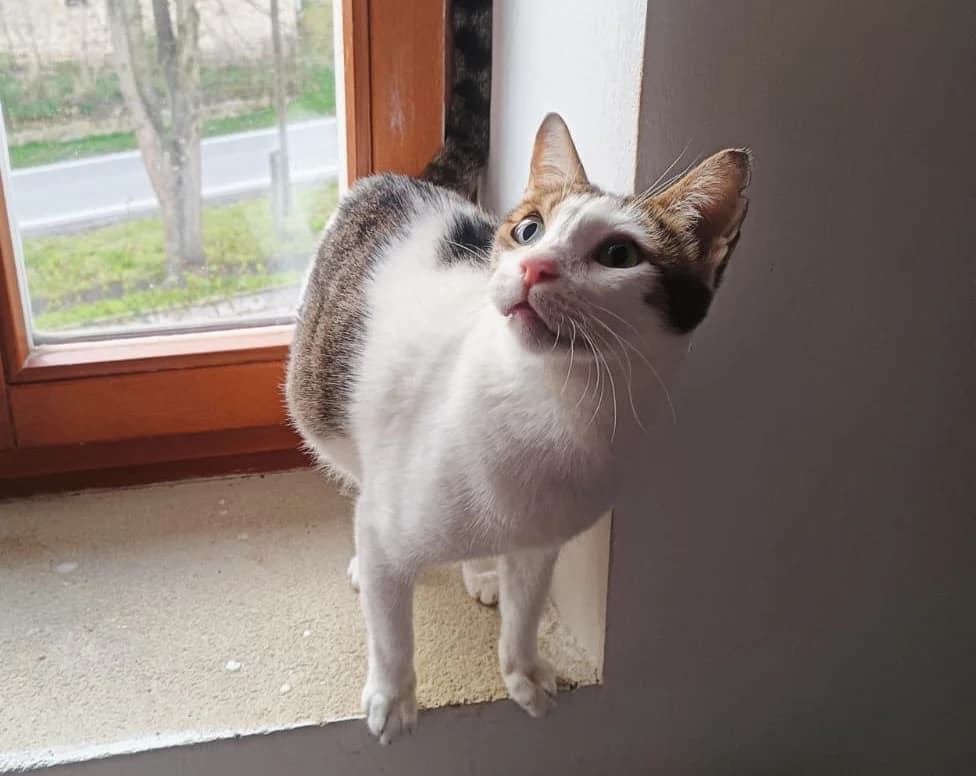 Mammina, male senior Mixed Breed for adoption at Cool Critters, Cool Critters