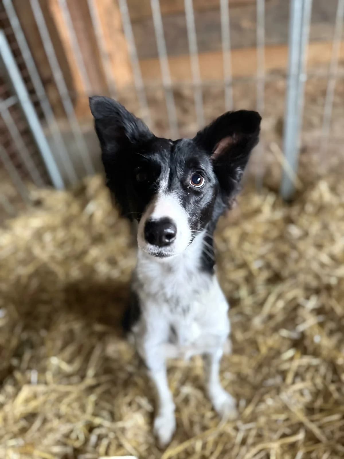 Rooqi, male puppy Mixed Breed for adoption at Cool Critters, Cool Critters