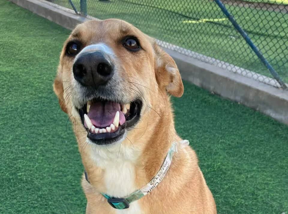 Sam, male 5yo Mixed Breed for adoption at Cool Critters, Cool Critters