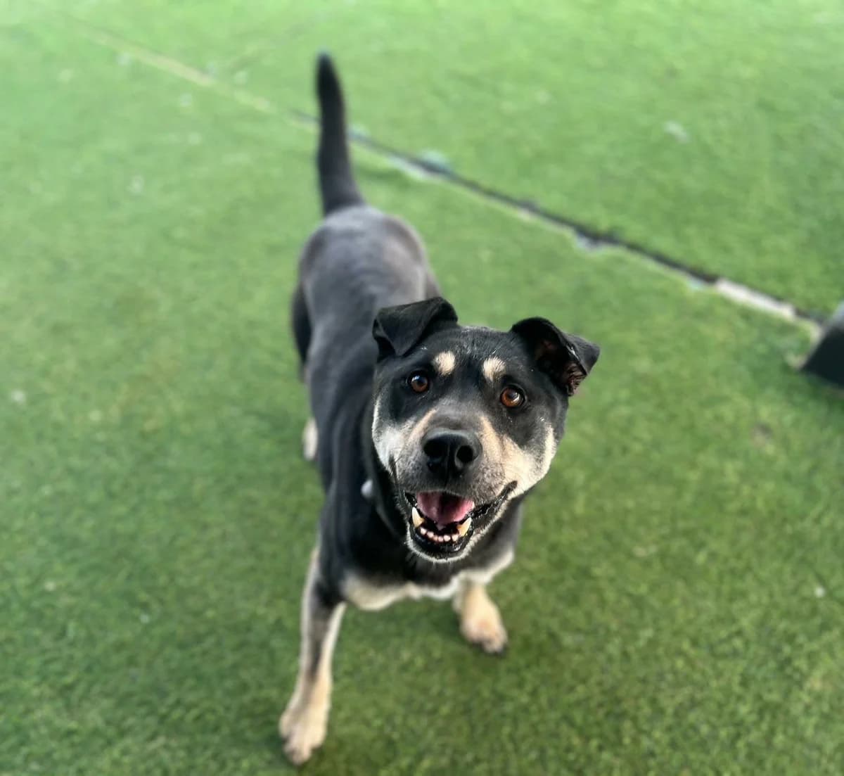 Gumdori, male senior Mixed Breed for adoption at Cool Critters, Cool Critters