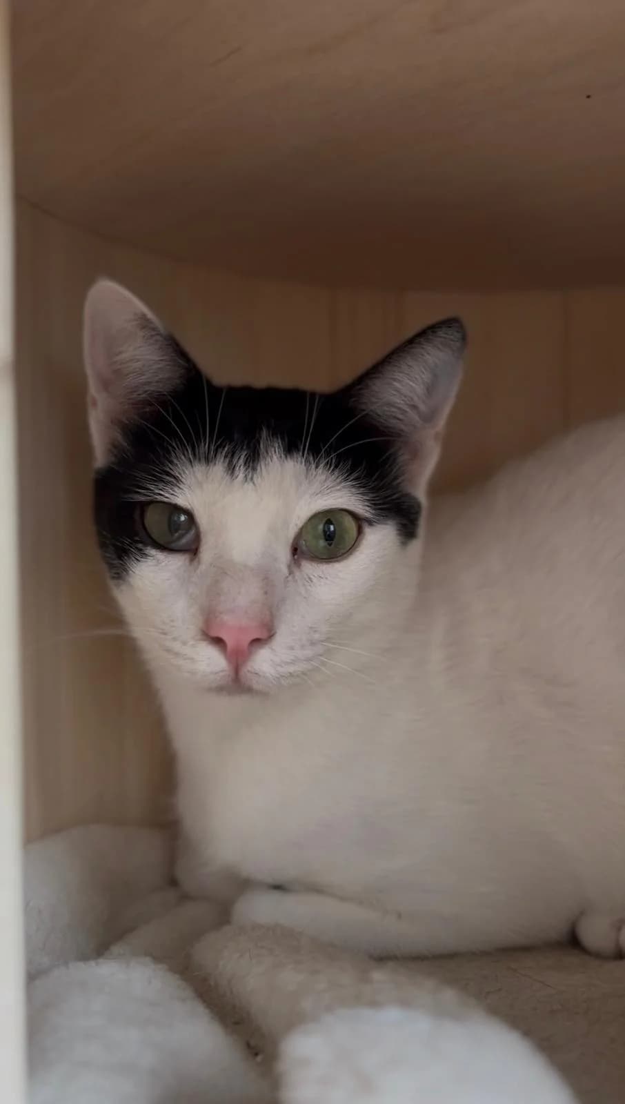 Silvester, male young Mixed Breed for adoption at Cool Critters, Cool Critters