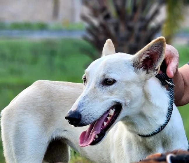 Kimmie, male young Mixed Breed for adoption at Cool Critters, Cool Critters