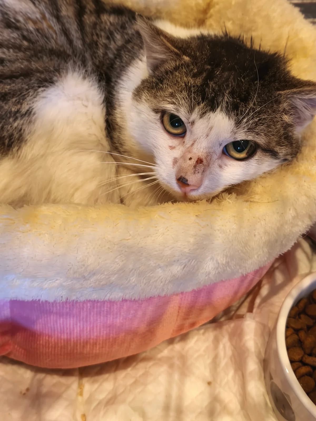 Sonnie, male puppy Mixed Breed for adoption at Cool Critters, Cool Critters