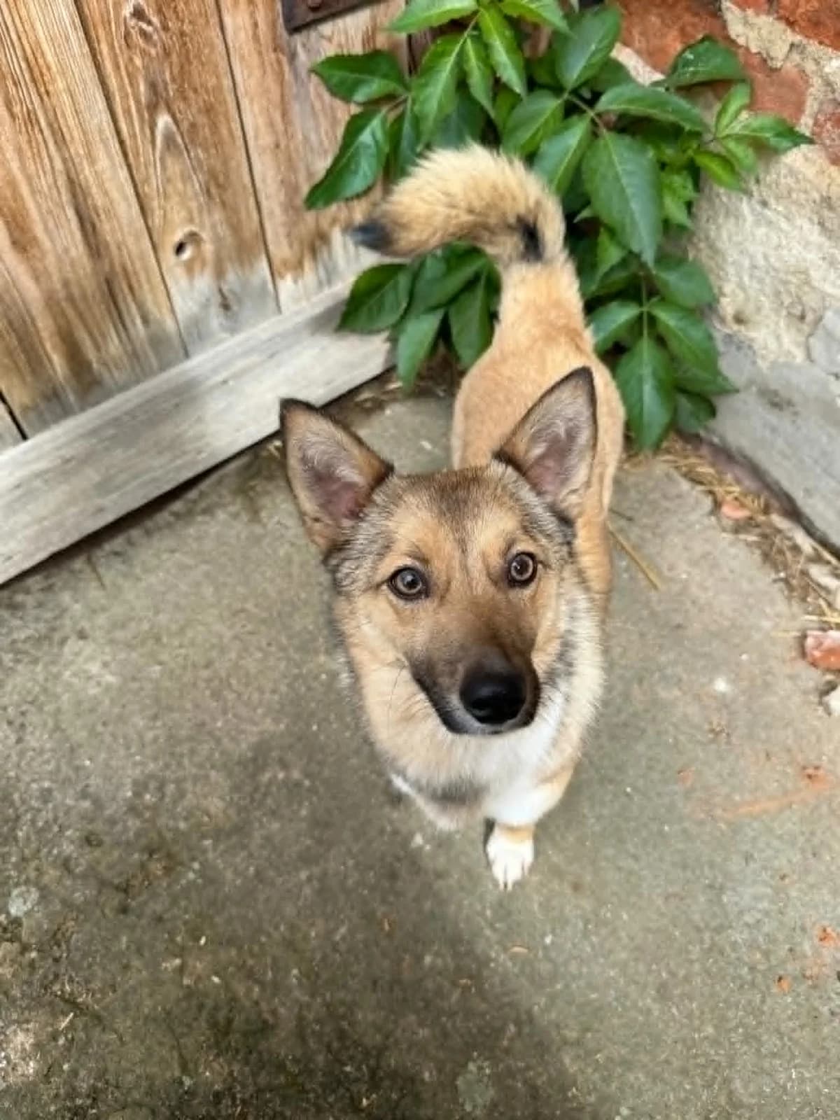 Fiona, male young Mixed Breed for adoption at Cool Critters, Cool Critters