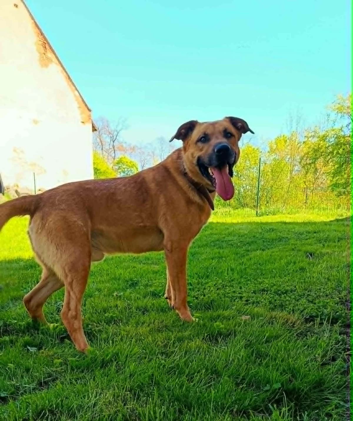 Elvis, male puppy Mixed Breed for adoption at Cool Critters, Cool Critters